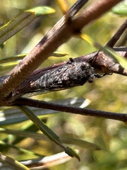 Atrapsalta encaustica