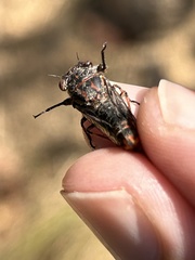 Atrapsalta encaustica