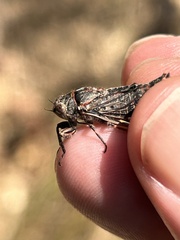 Atrapsalta encaustica