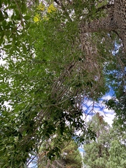 Fraxinus pennsylvanica