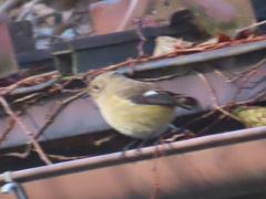 Phoenicurus auroreus