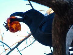 Corvus macrorhynchos