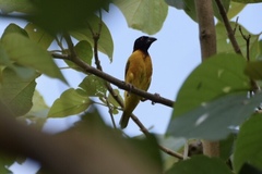 Ploceus cucullatus