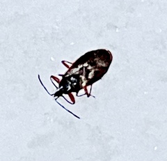 Gastrodes abietum