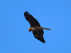 Milvus migrans lineatus