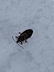 Gastrodes abietum