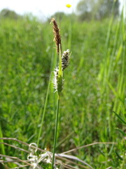 Carex tomentosa