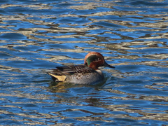 Anas crecca crecca