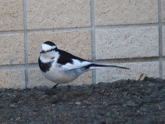 Motacilla alba lugens