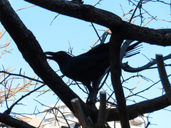 Corvus macrorhynchos