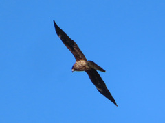 Milvus migrans lineatus