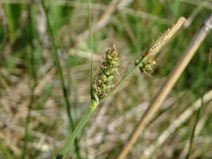 Carex tomentosa