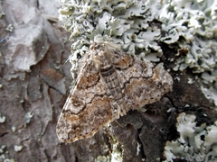 Cleora cinctaria