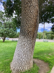 Fraxinus pennsylvanica