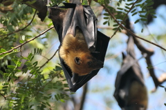 Pteropus vampyrus