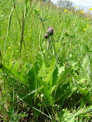 Cirsium rivulare