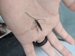 Hydraschema obliquevittata