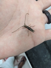 Hydraschema obliquevittata