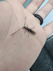 Hydraschema obliquevittata