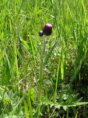 Cirsium rivulare