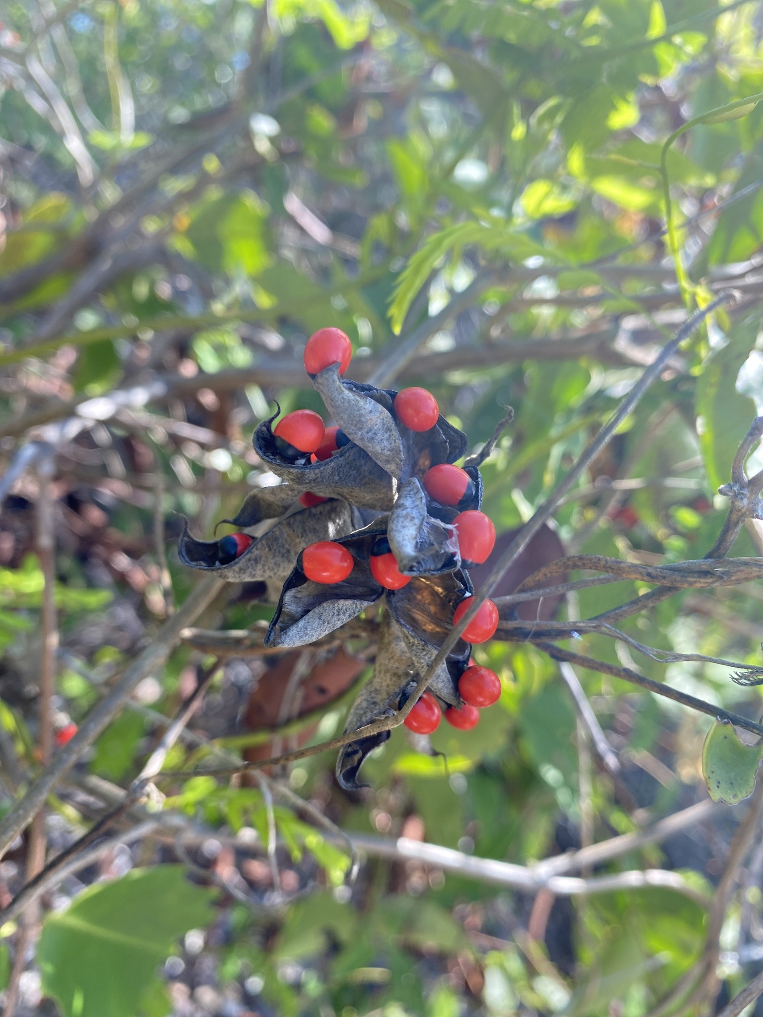 Abrus precatorius