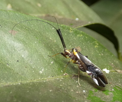 Dictyopsocus pennicornis