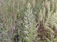 Axyris amaranthoides