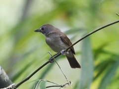 Malacopteron magnirostre