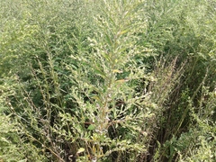 Axyris amaranthoides