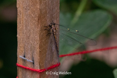 Suhpalacsa subtrahens