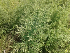 Axyris amaranthoides