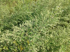 Axyris amaranthoides