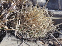 Echinofossulocactus lloydii