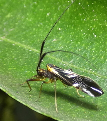 Dictyopsocus pennicornis