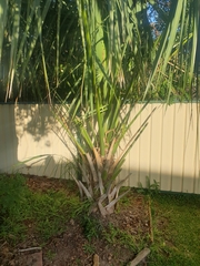 Coryphoideae