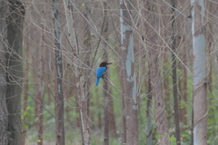 Halcyon smyrnensis perpulchra