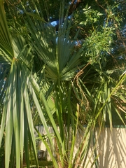 Coryphoideae