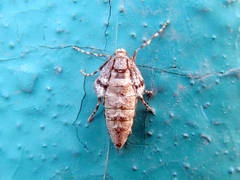 Operophtera fagata