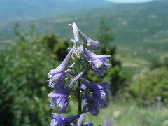 Delphinium fissum