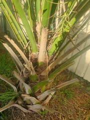 Coryphoideae