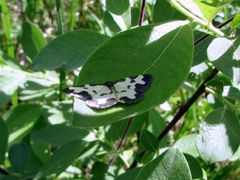 Lomaspilis marginata