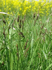 Carex tomentosa