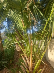 Coryphoideae