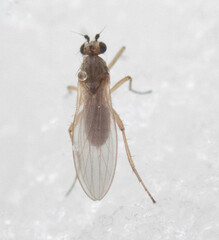 Lonchoptera bifurcata