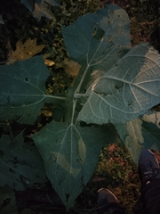 Smallanthus sonchifolius