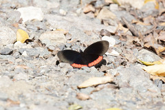 Biblis hyperia