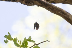 Biblis hyperia