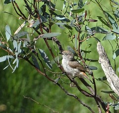 Acanthiza uropygialis