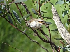 Acanthiza uropygialis