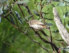 Acanthiza uropygialis